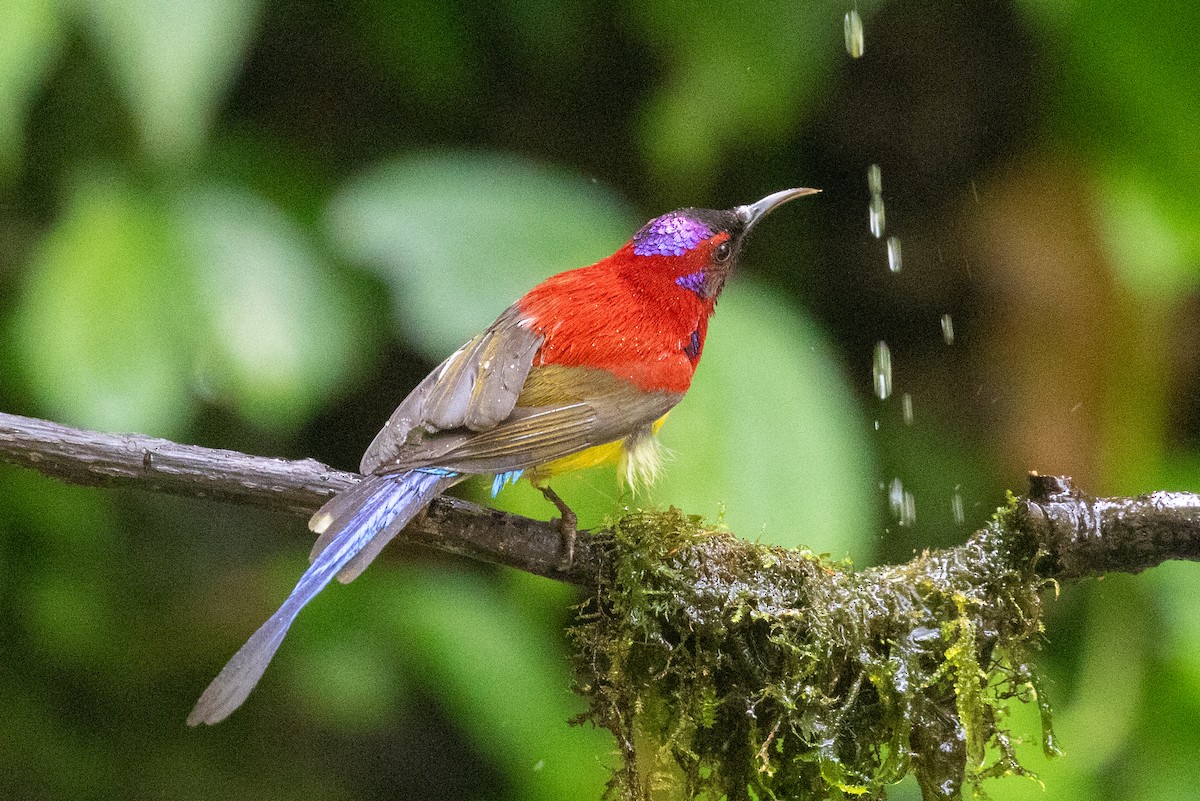 Mrs. Gould's Sunbird (Scarlet-breasted) - Xiaoni Xu