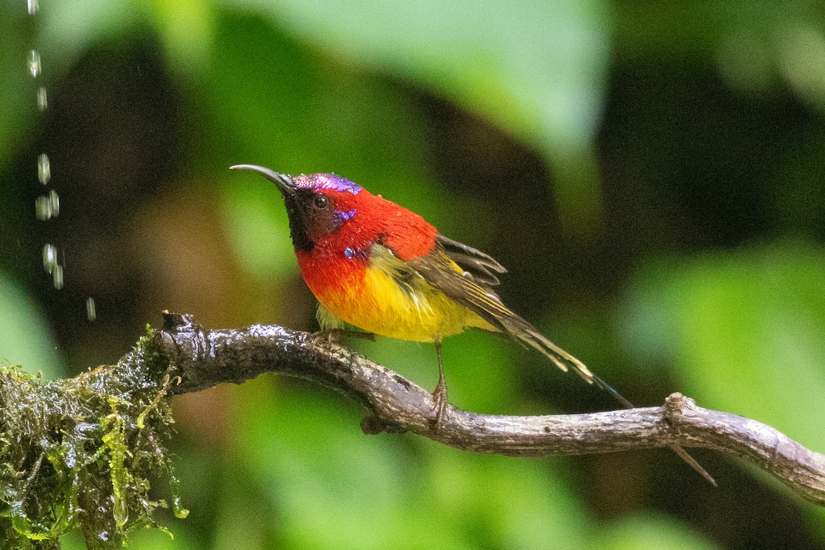 Mrs. Gould's Sunbird (Scarlet-breasted) - Xiaoni Xu