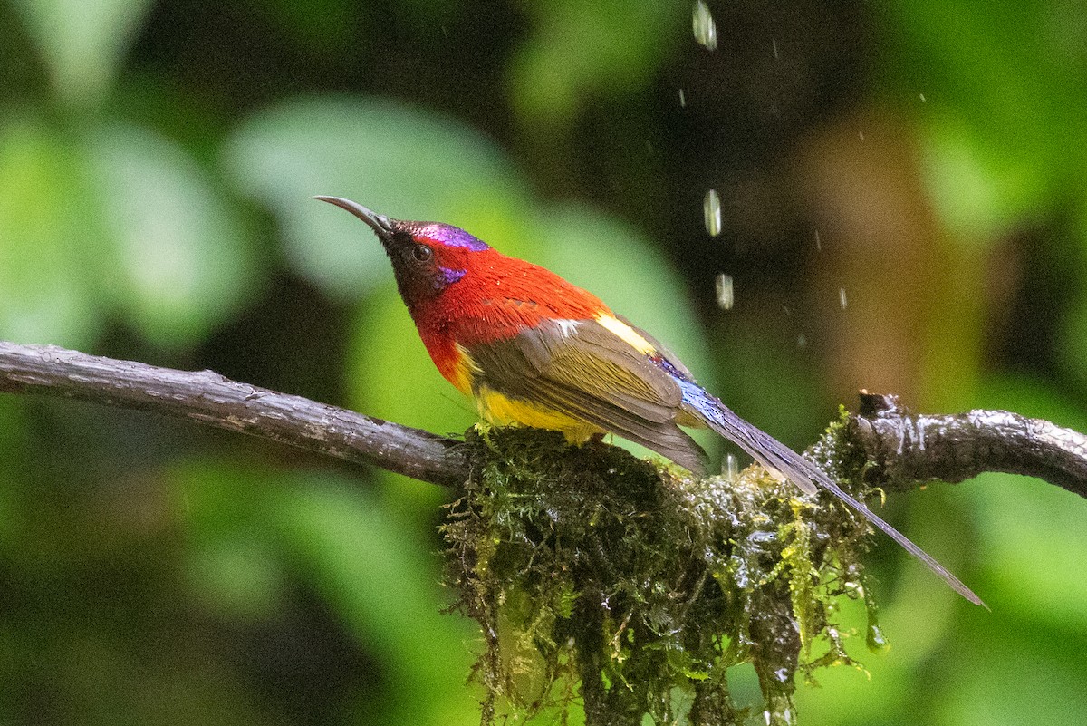 Mrs. Gould's Sunbird (Scarlet-breasted) - Xiaoni Xu