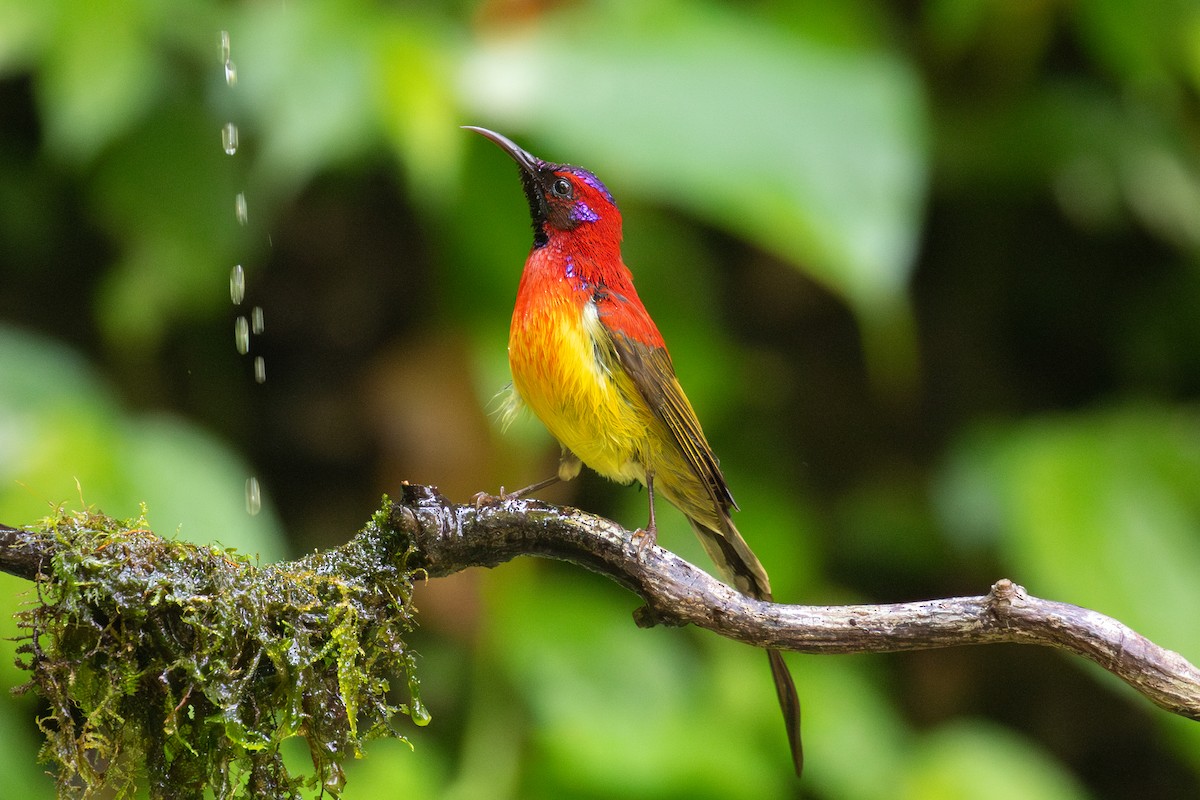 Mrs. Gould's Sunbird (Scarlet-breasted) - Xiaoni Xu