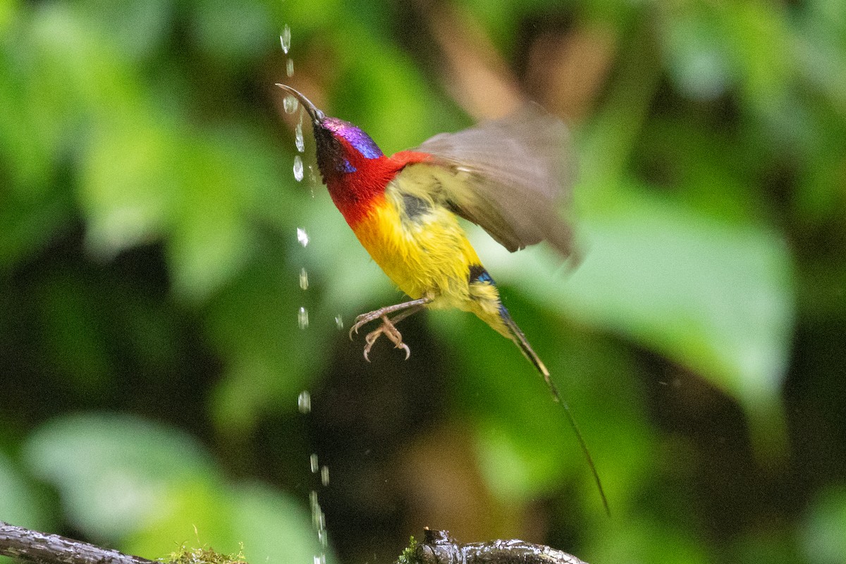 Mrs. Gould's Sunbird (Scarlet-breasted) - Xiaoni Xu