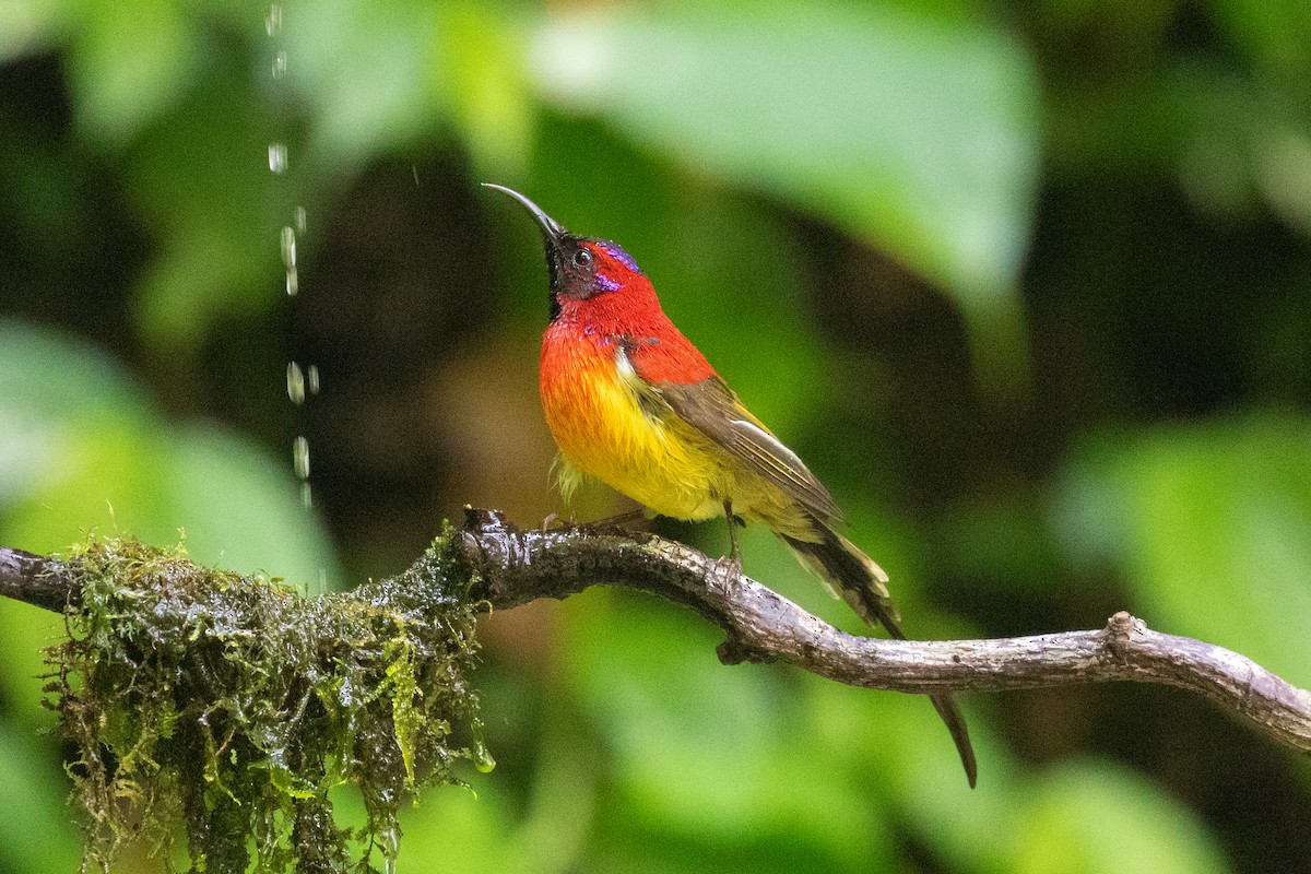 Mrs. Gould's Sunbird (Scarlet-breasted) - Xiaoni Xu