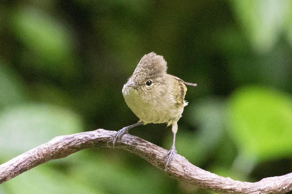 Yellow-browed Tit - ML618063731