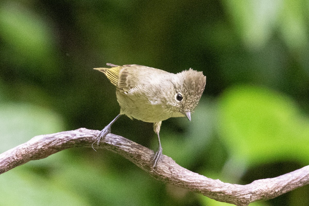 Yellow-browed Tit - ML618063732