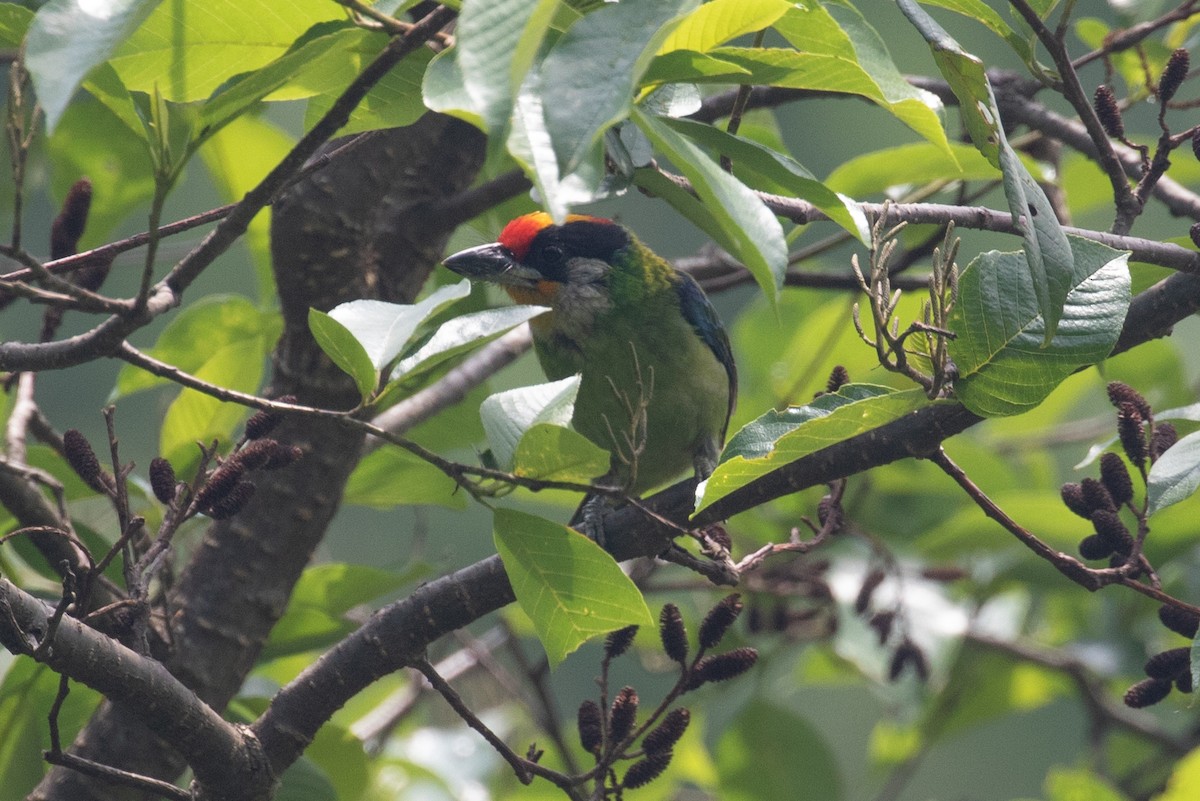 barbet žlutohrdlý (ssp. franklinii) - ML618063734