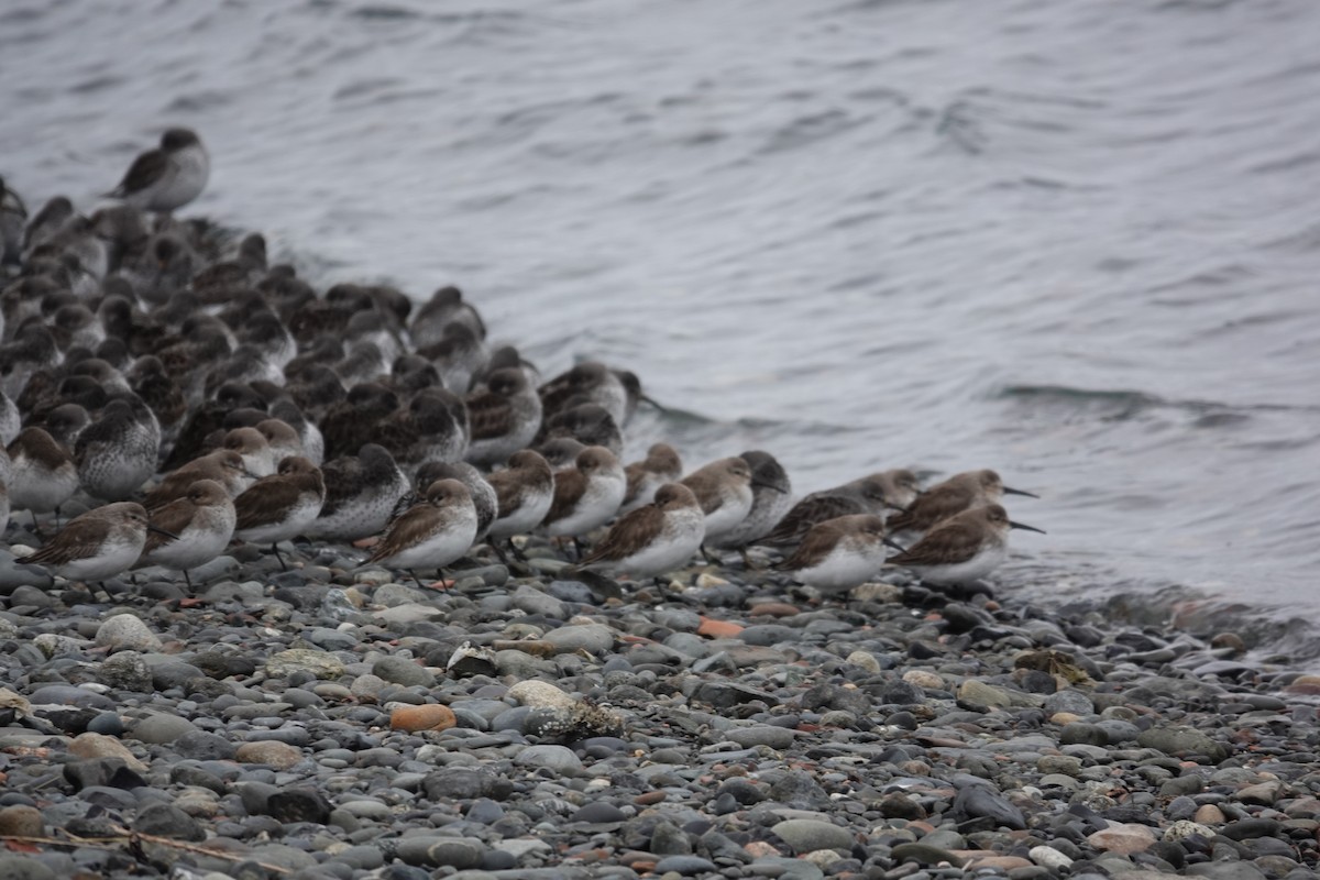 Dunlin - Kristine Sowl