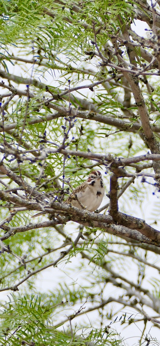 Lark Sparrow - ML618063795