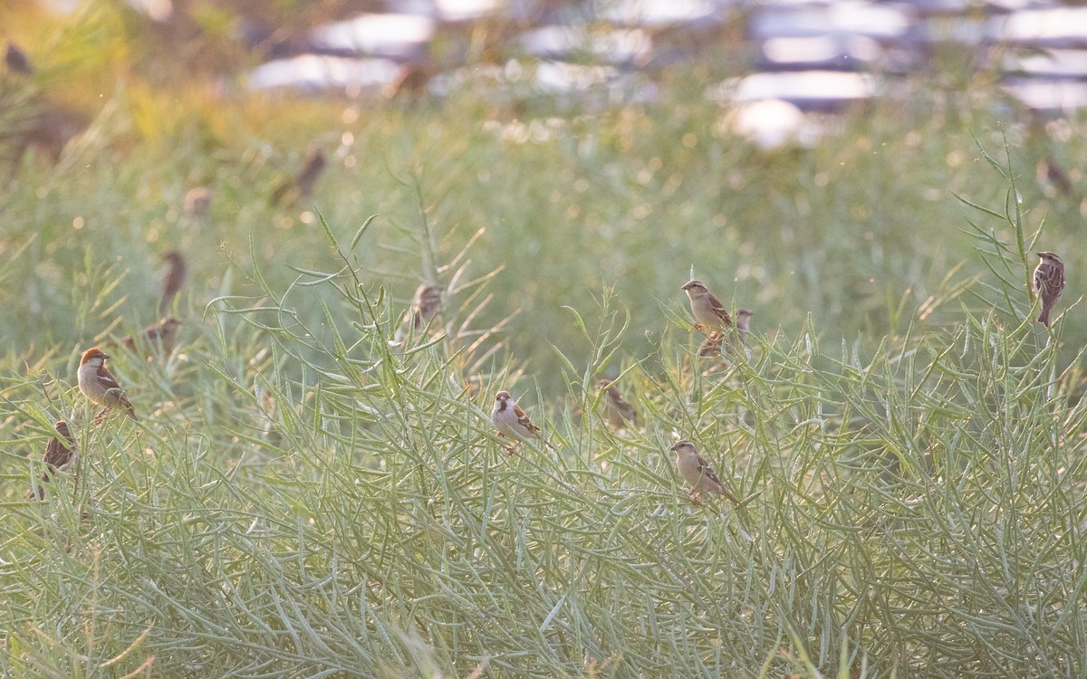 Russet Sparrow - ML618063803