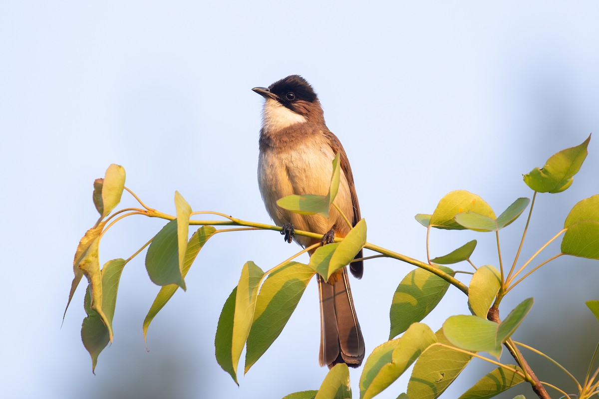 Brown-breasted Bulbul - ML618063814