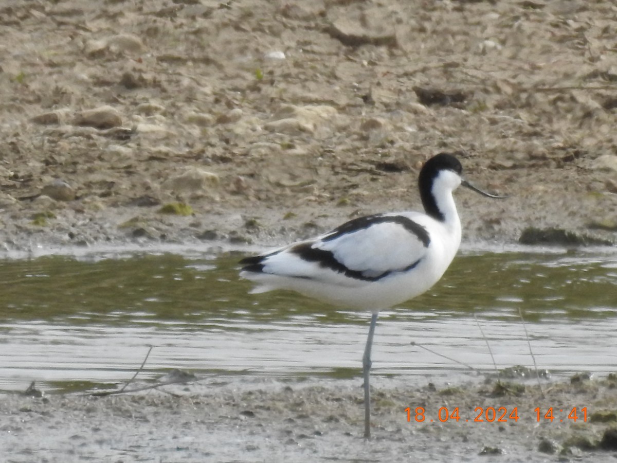 Pied Avocet - ML618063822