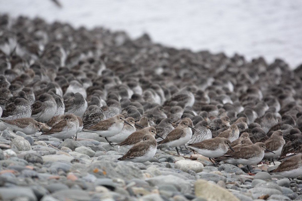 Dunlin - ML618063848