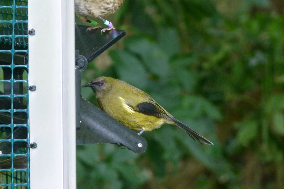 New Zealand Bellbird - ML618063894