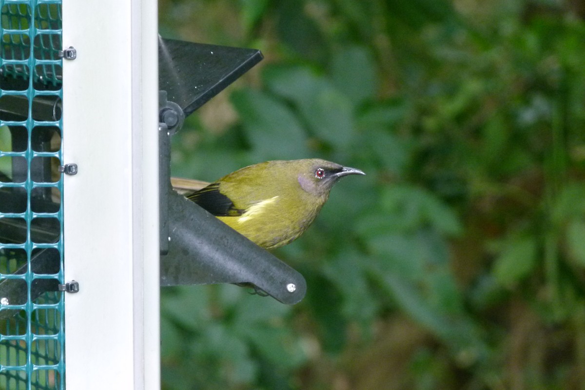 New Zealand Bellbird - Elisa Fernandes-McDade