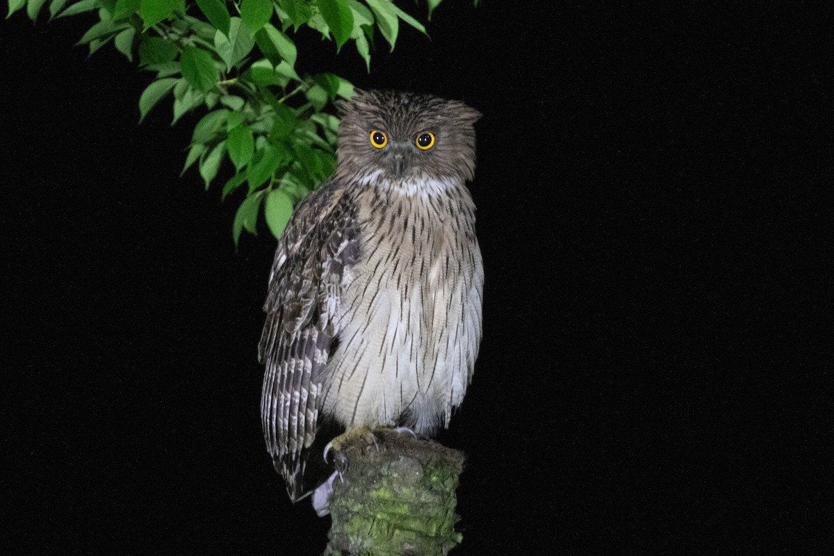 Brown Fish-Owl (Eastern) - ML618063910