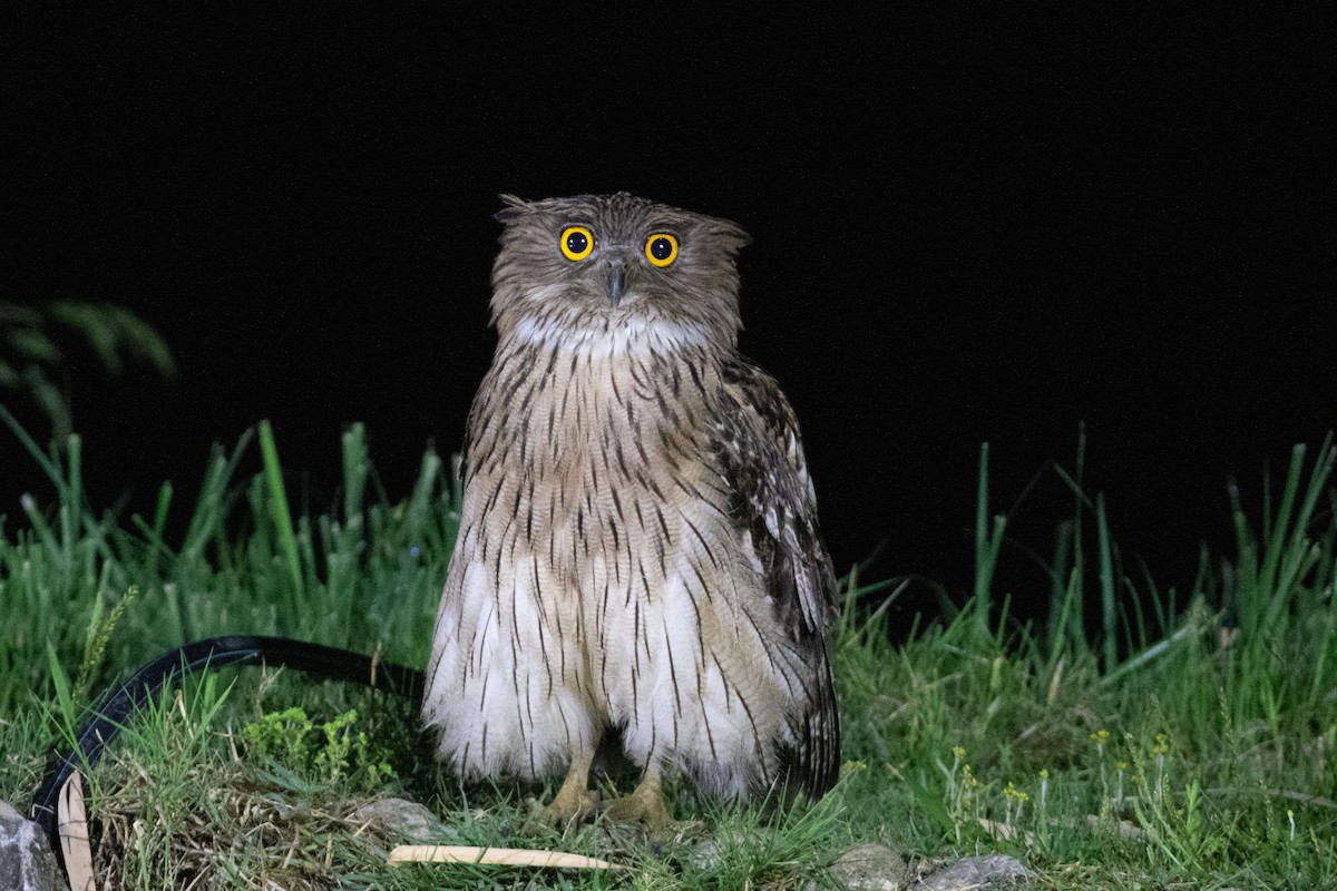 Brown Fish-Owl (Eastern) - ML618063911