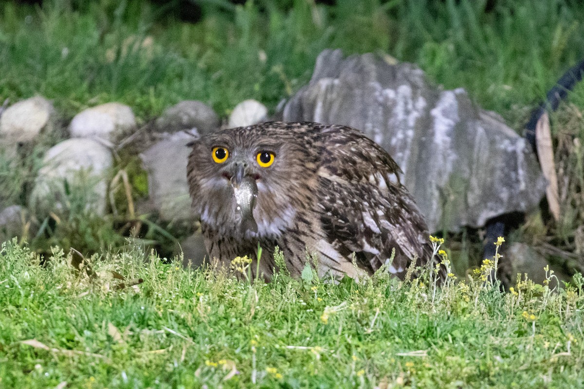 Brown Fish-Owl (Eastern) - ML618063913