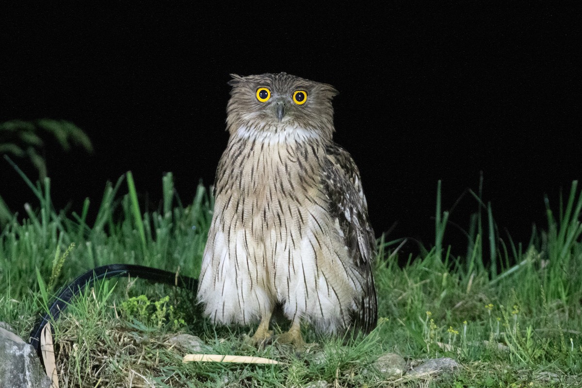 Brown Fish-Owl (Eastern) - ML618063914