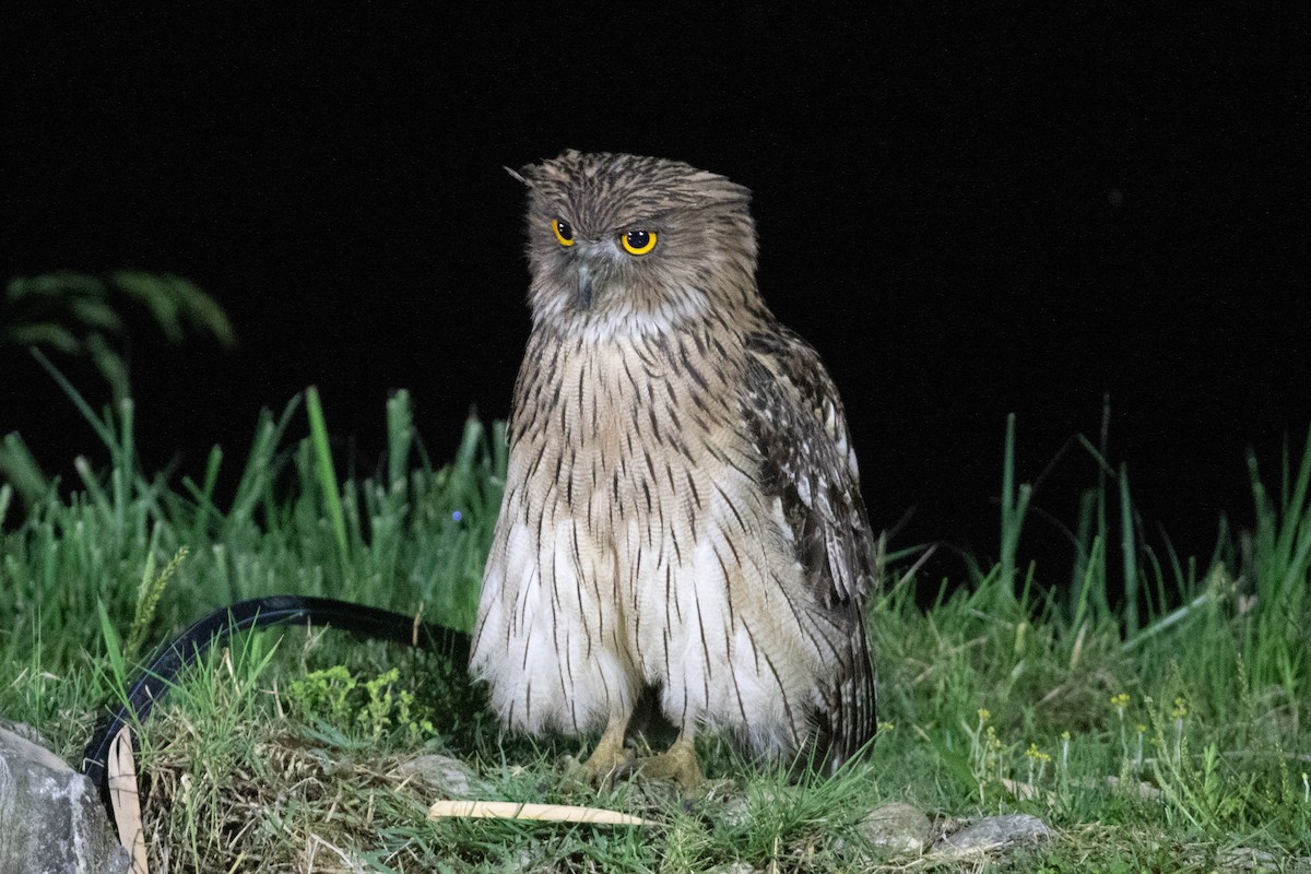 Brown Fish-Owl (Eastern) - Xiaoni Xu