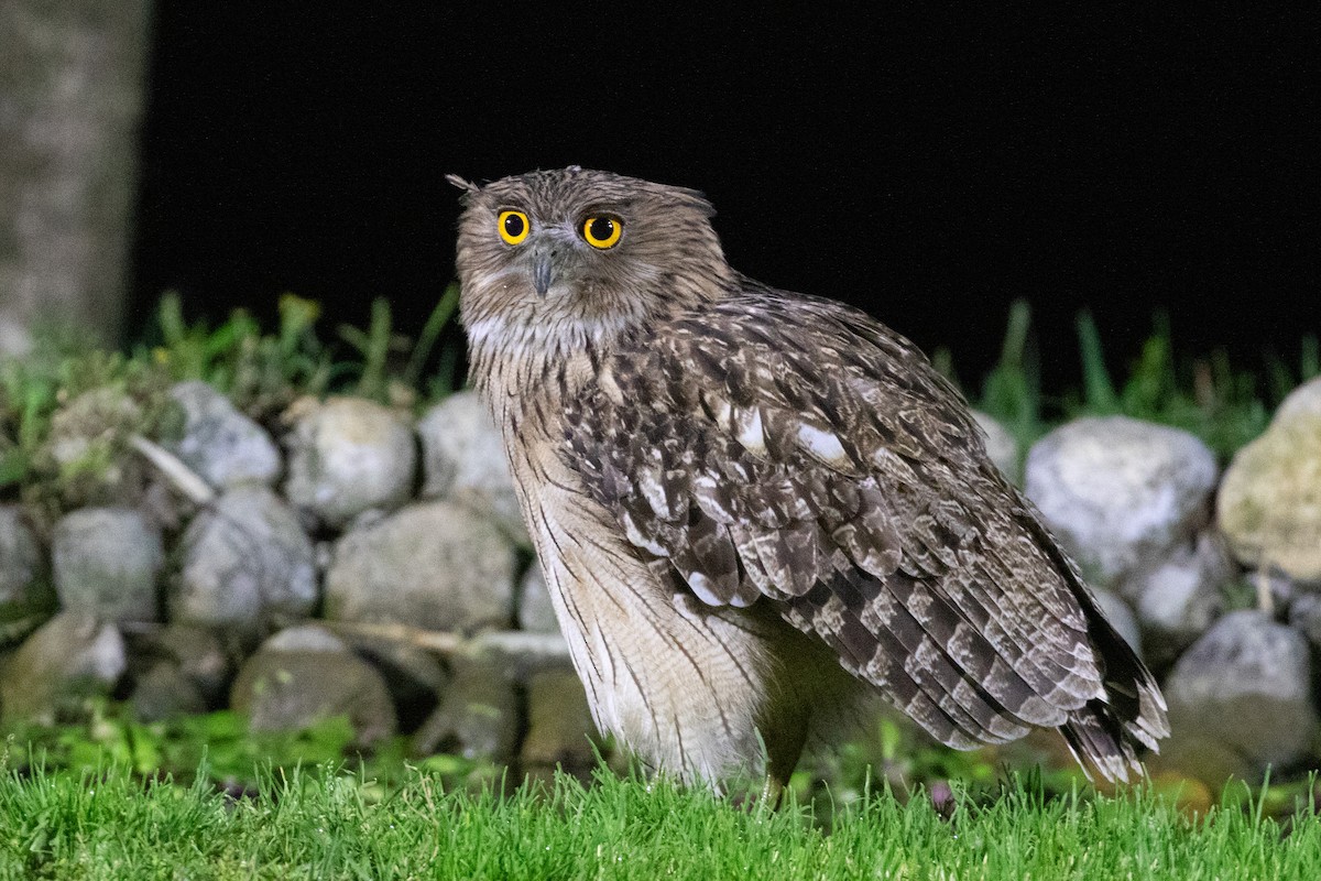 Brown Fish-Owl (Eastern) - Xiaoni Xu