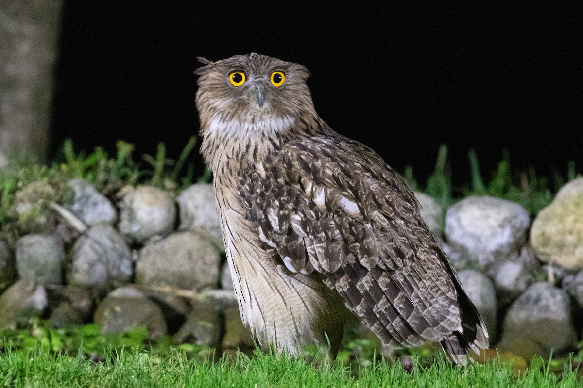 Brown Fish-Owl (Eastern) - ML618063917