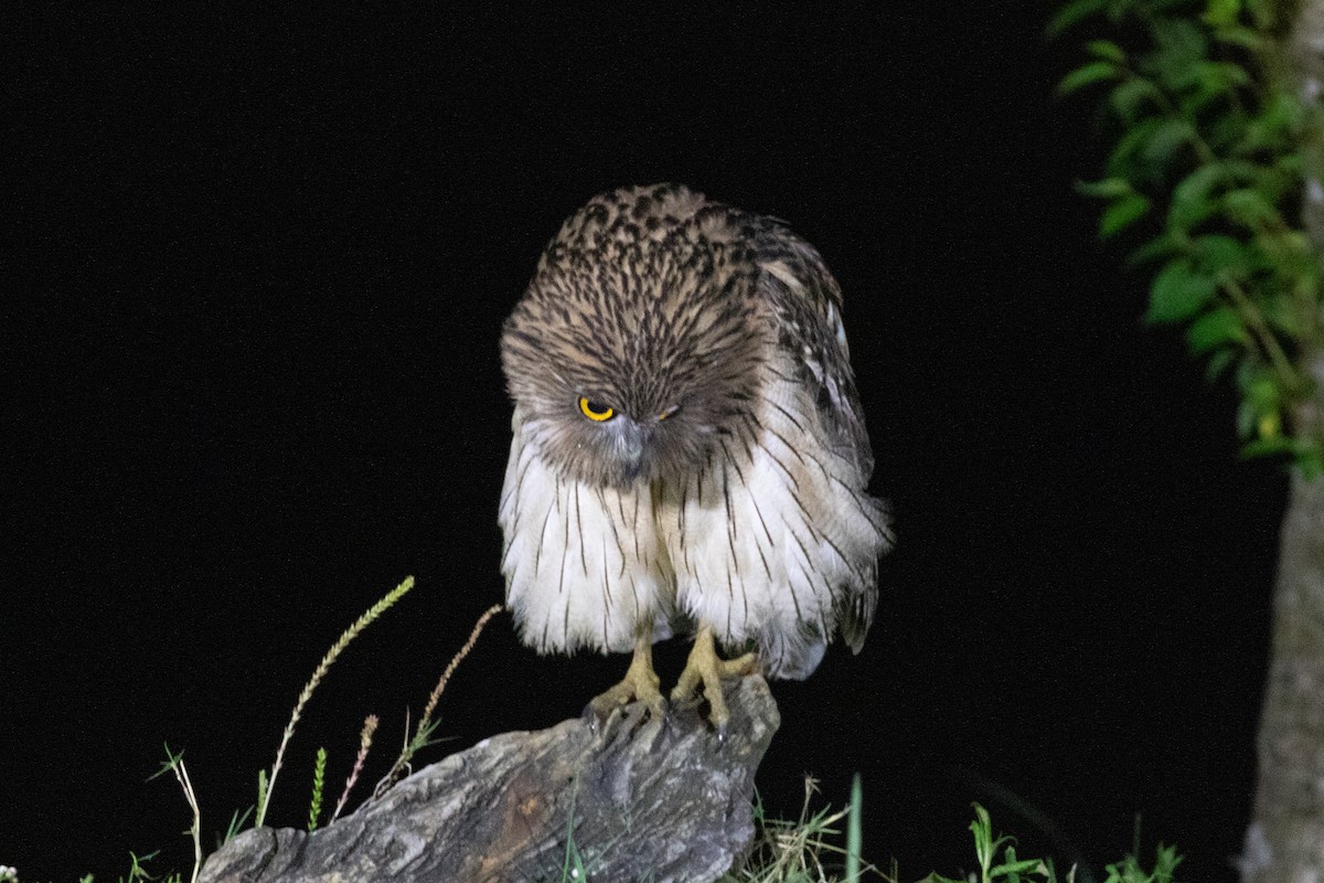 Brown Fish-Owl (Eastern) - ML618063919