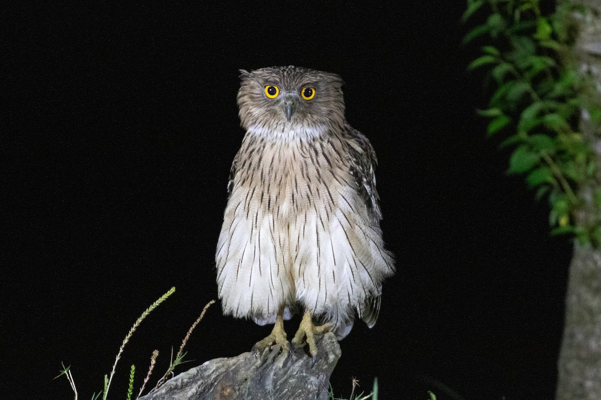 Brown Fish-Owl (Eastern) - ML618063920