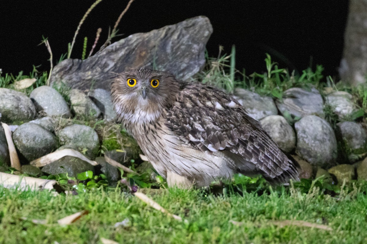 Brown Fish-Owl (Eastern) - ML618063922