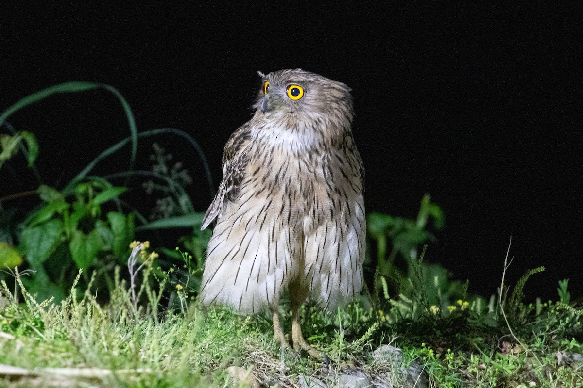 Brown Fish-Owl (Eastern) - ML618063926