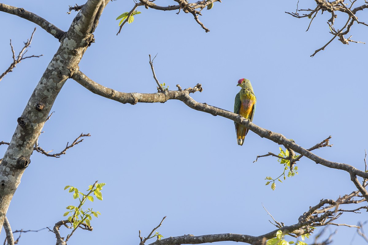 Rose-crowned Fruit-Dove - ML618063962