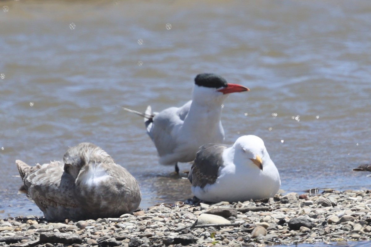 Caspian Tern - ML618063968