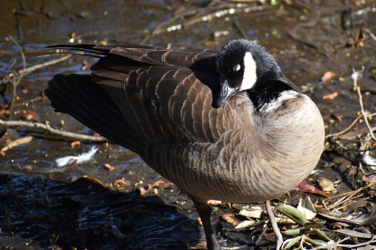 Cackling Goose - ML618063973