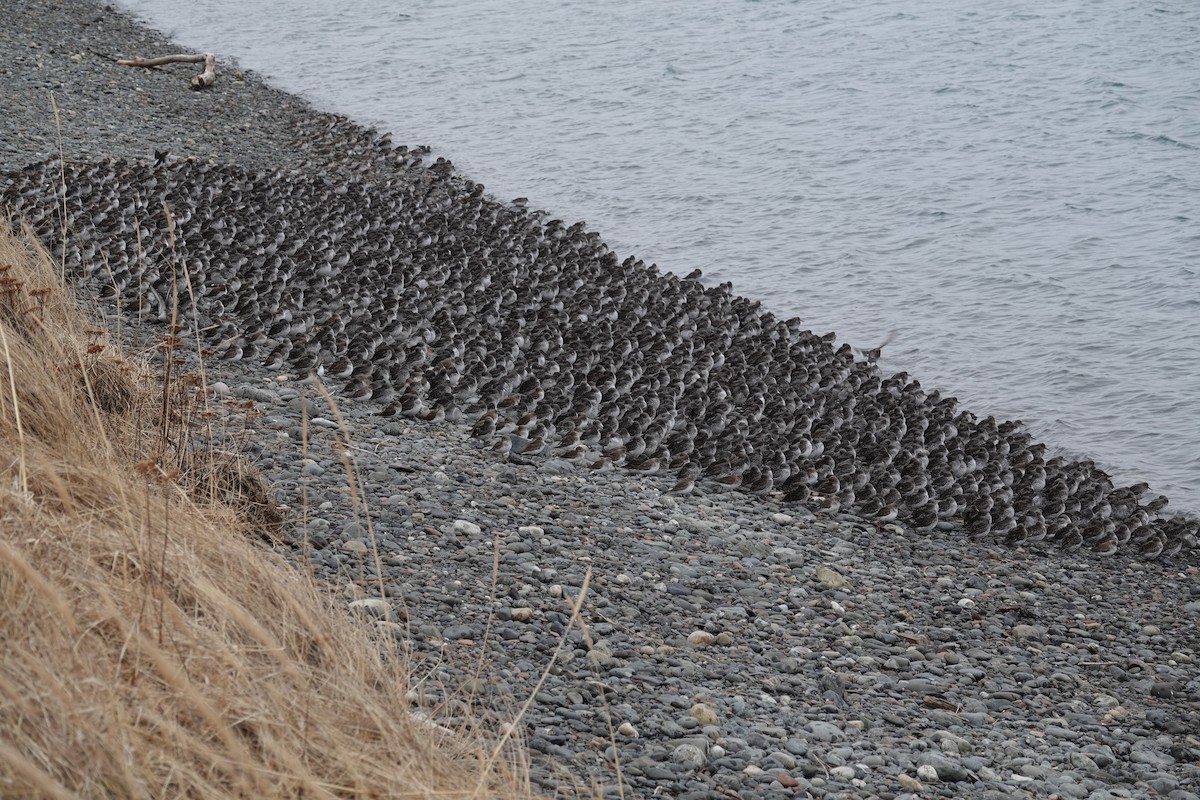 Rock Sandpiper - ML618063979