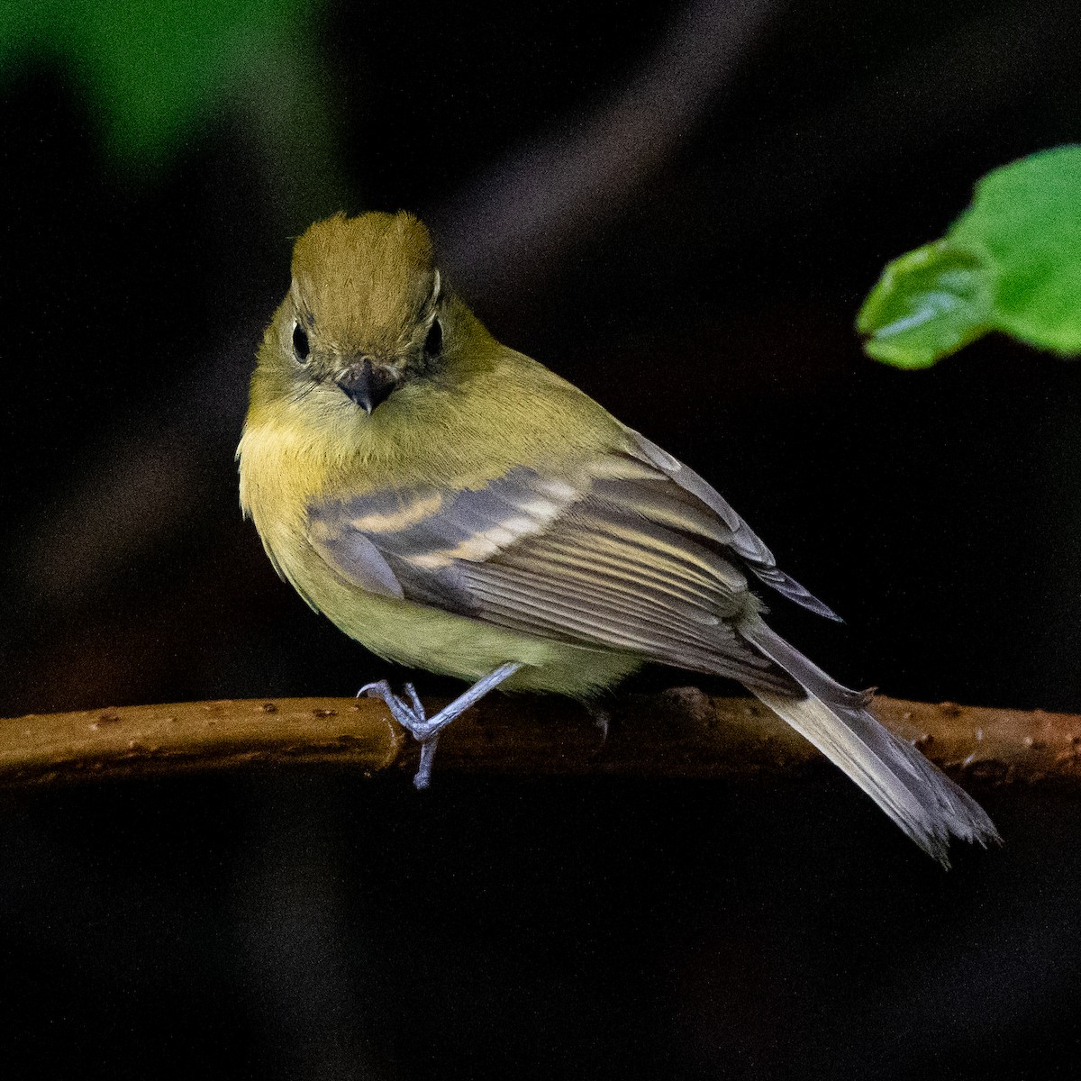 Yellowish Flycatcher - ML618063987