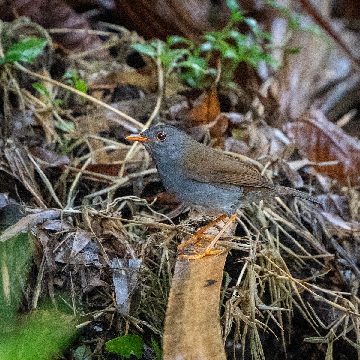 Orange-billed Nightingale-Thrush - ML618064009