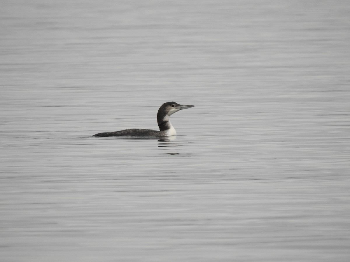 Common Loon - ML618064018