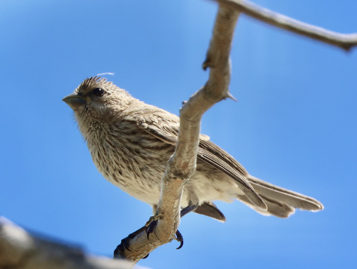 House Finch - ML618064032