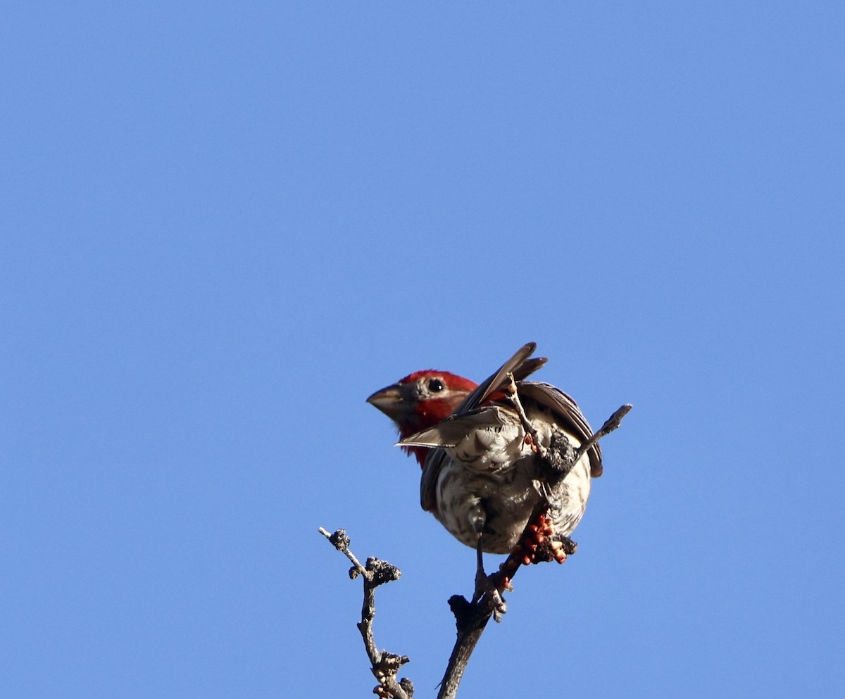 House Finch - ML618064033