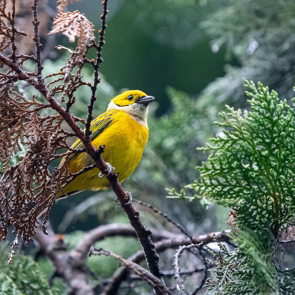 Silver-throated Tanager - ML618064034