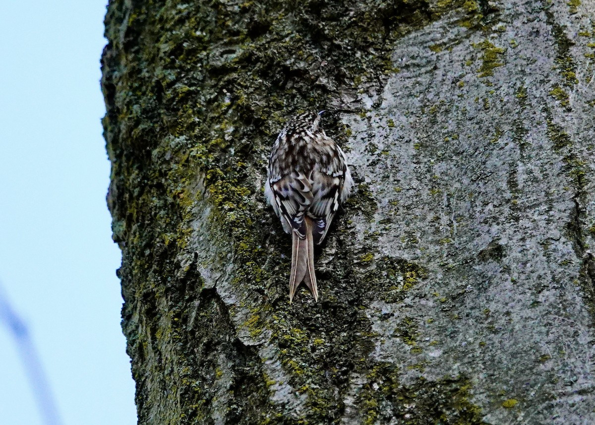 Brown Creeper - ML618064041