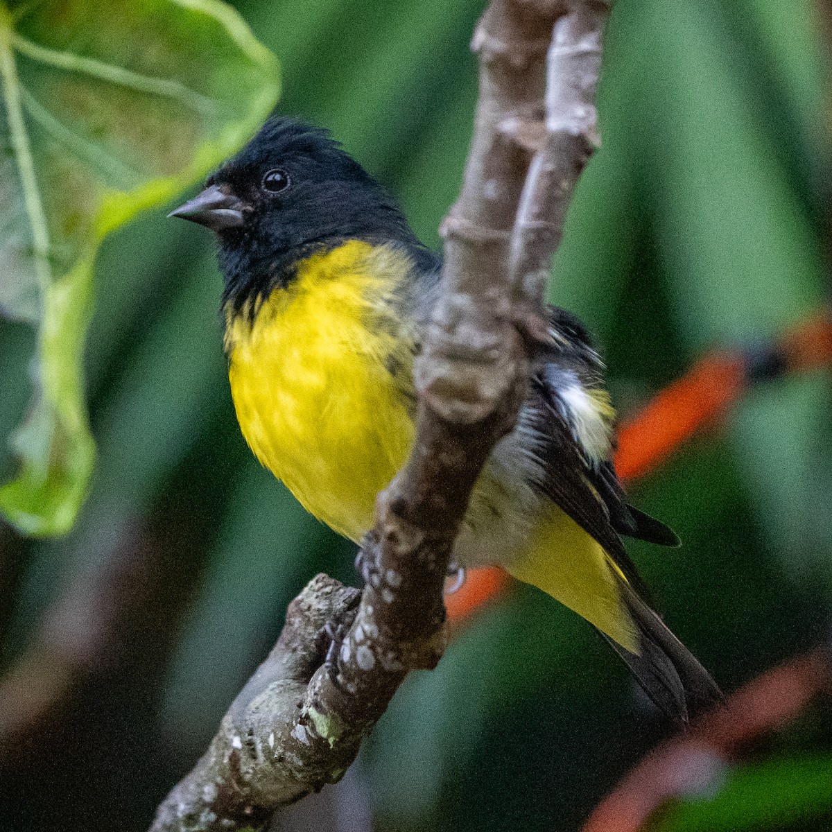 Yellow-bellied Siskin - ML618064046