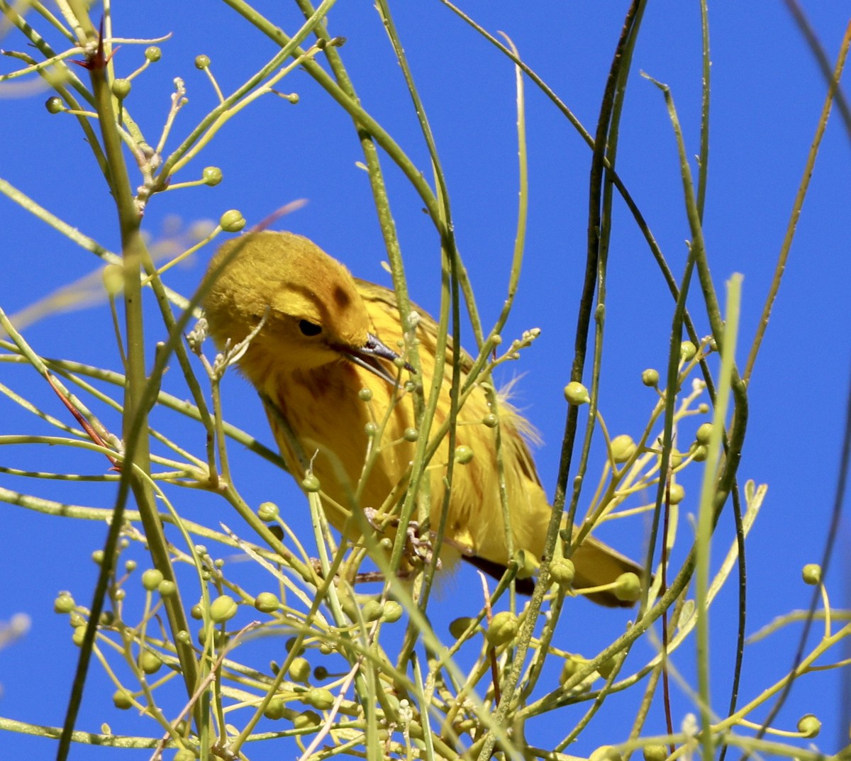 Yellow Warbler - ML618064058