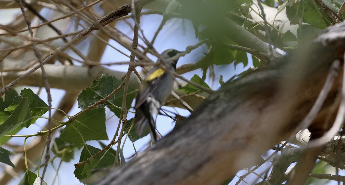 Golden-winged Warbler - larry nigro