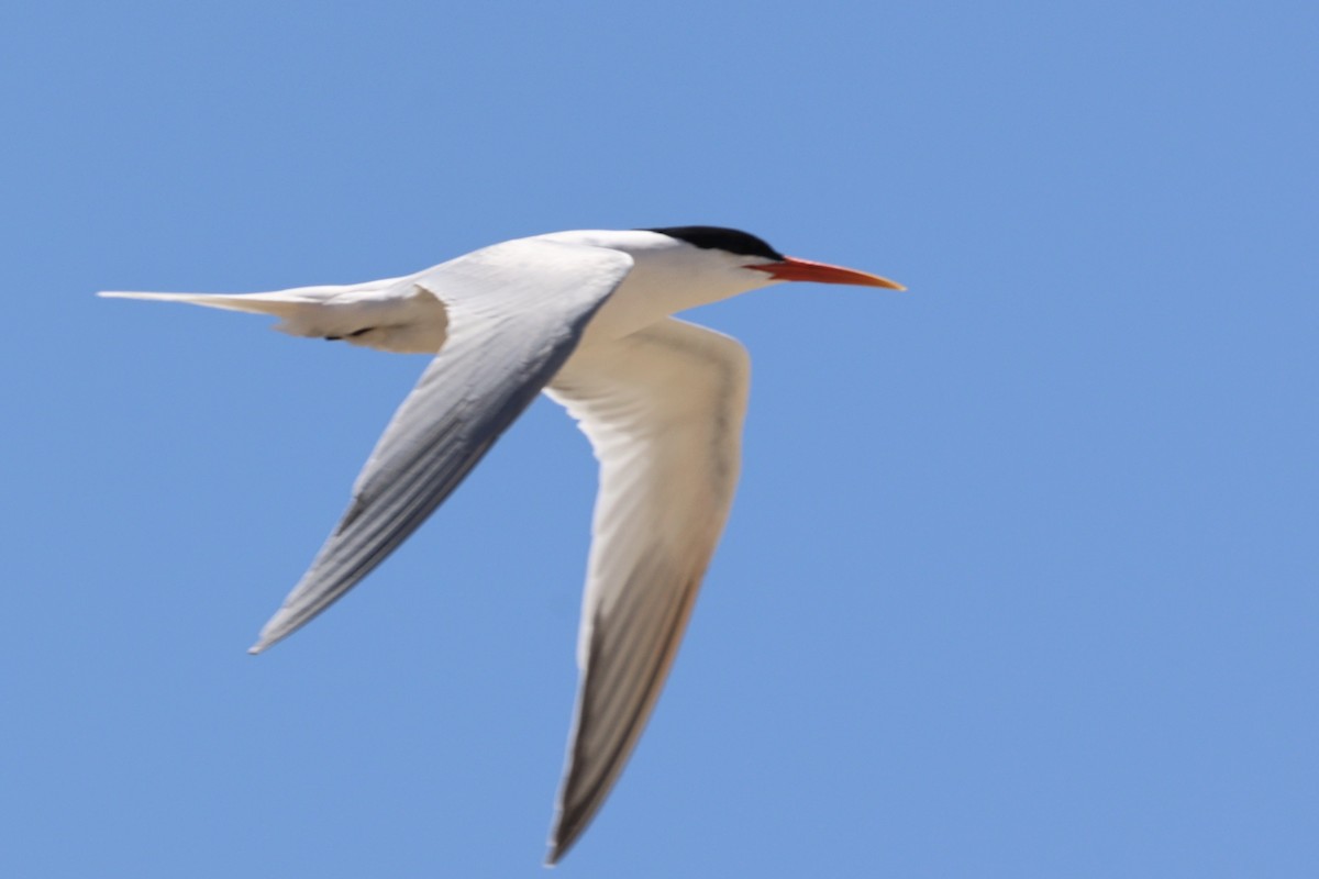 Elegant Tern - Ann Stockert