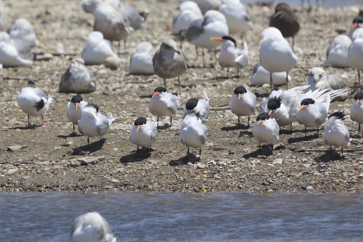 Elegant Tern - ML618064100