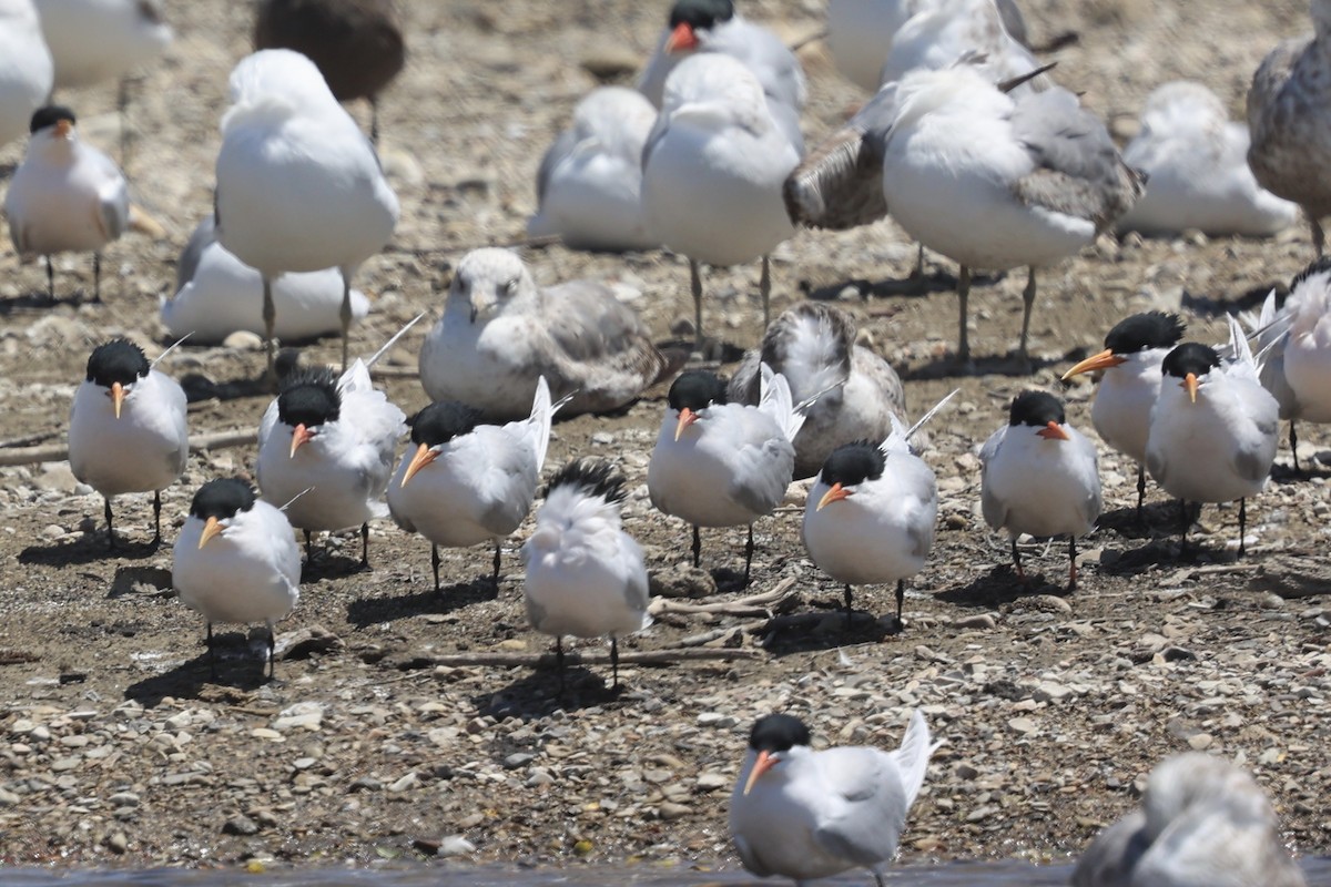 Elegant Tern - ML618064101