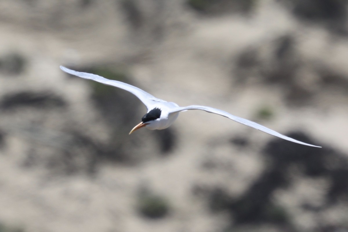 Elegant Tern - Ann Stockert