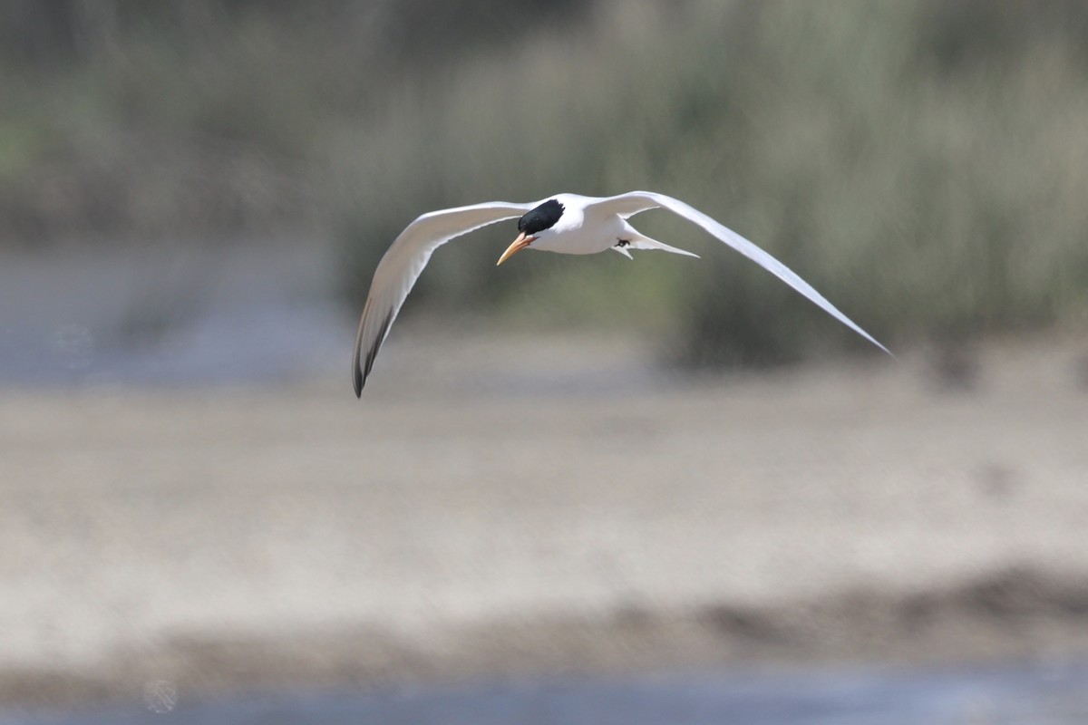 Elegant Tern - Ann Stockert