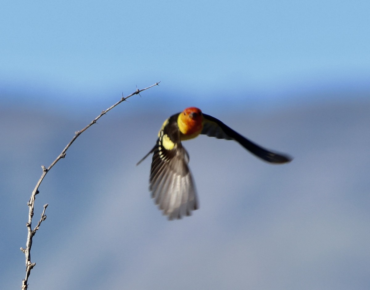 Western Tanager - ML618064116