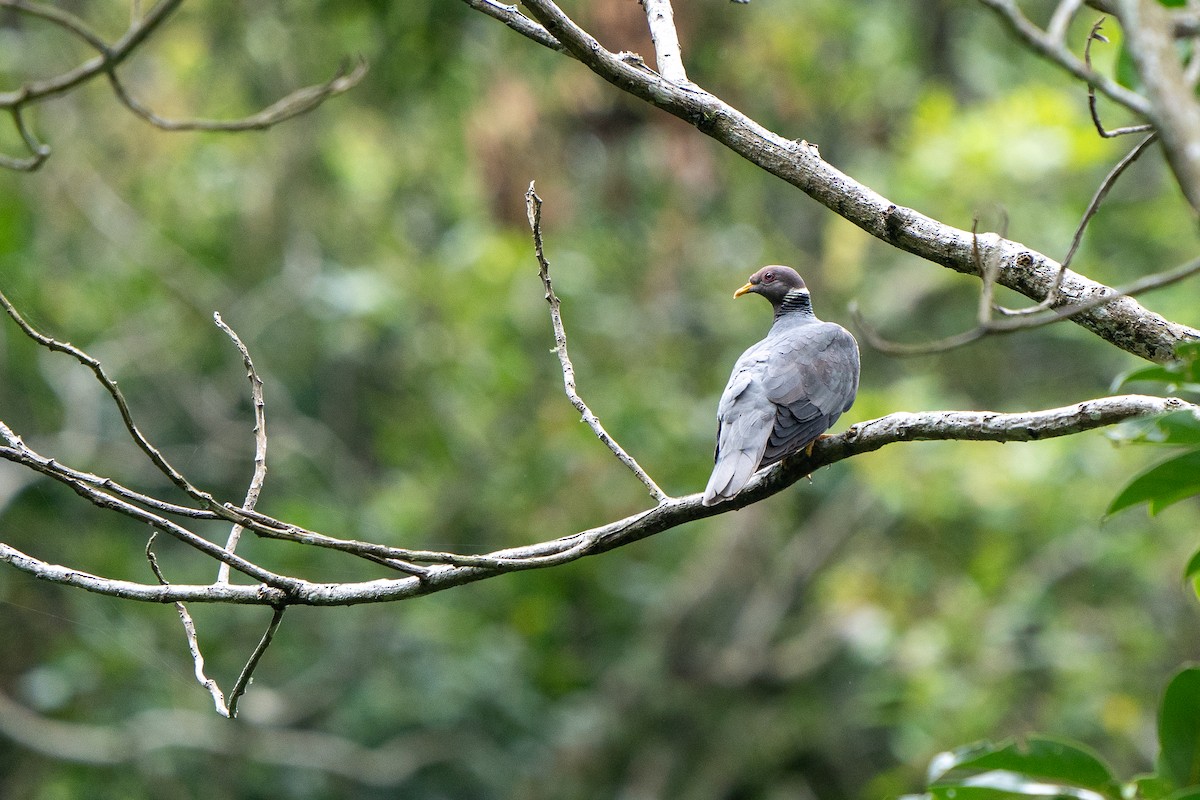 Band-tailed Pigeon - ML618064119