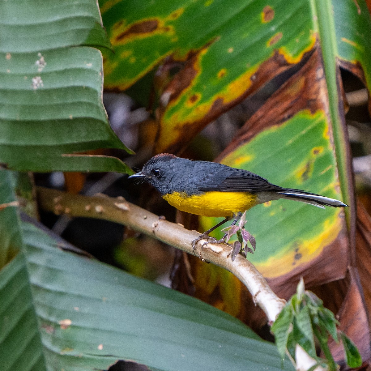 Slate-throated Redstart - Anthony Batista